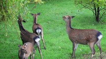 Sika Deer Pulling Leaves from Weeping Willow and Correcting Fawn, Enniskerry, County Wicklow, Ireland
