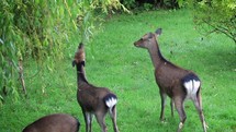 Cheeky Sika Deer Standing on Hind Legs Behind Weeping Willow tree, County Wicklow, Ireland