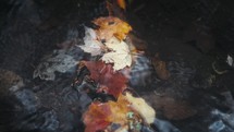 Autumn Leaves In A Stream