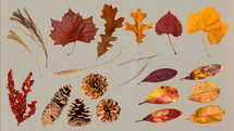 Pieces of Autumn