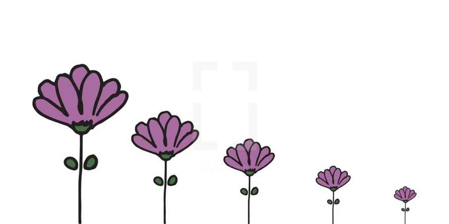 row of growing purple flowers