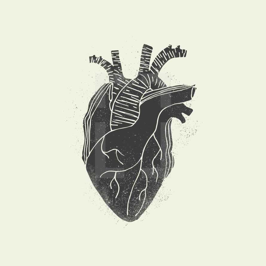 anatomical heart illustration.