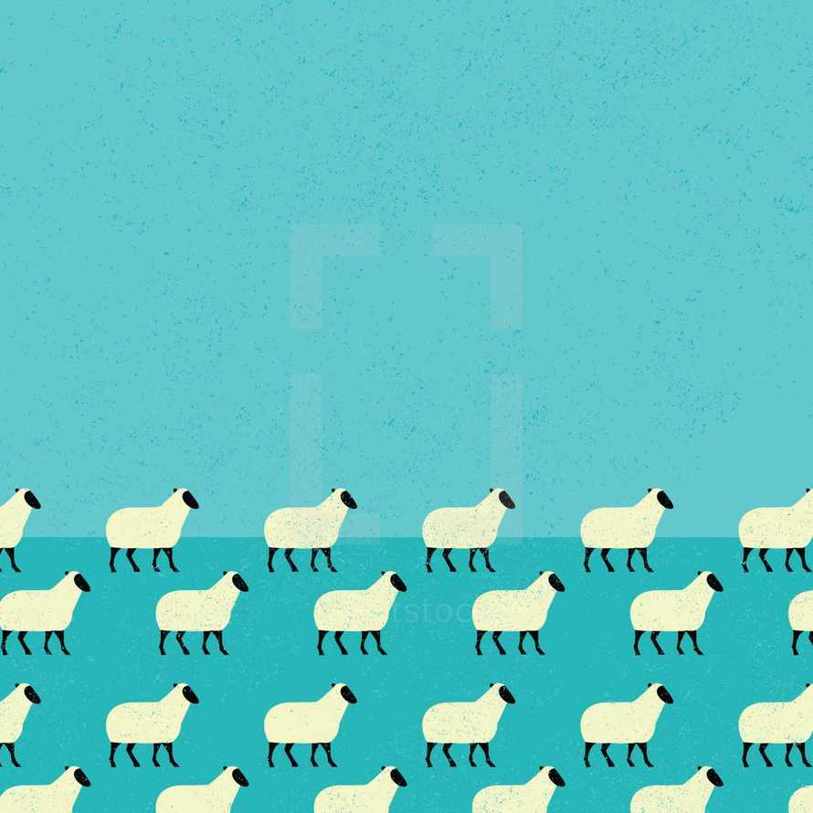 sheep flock 