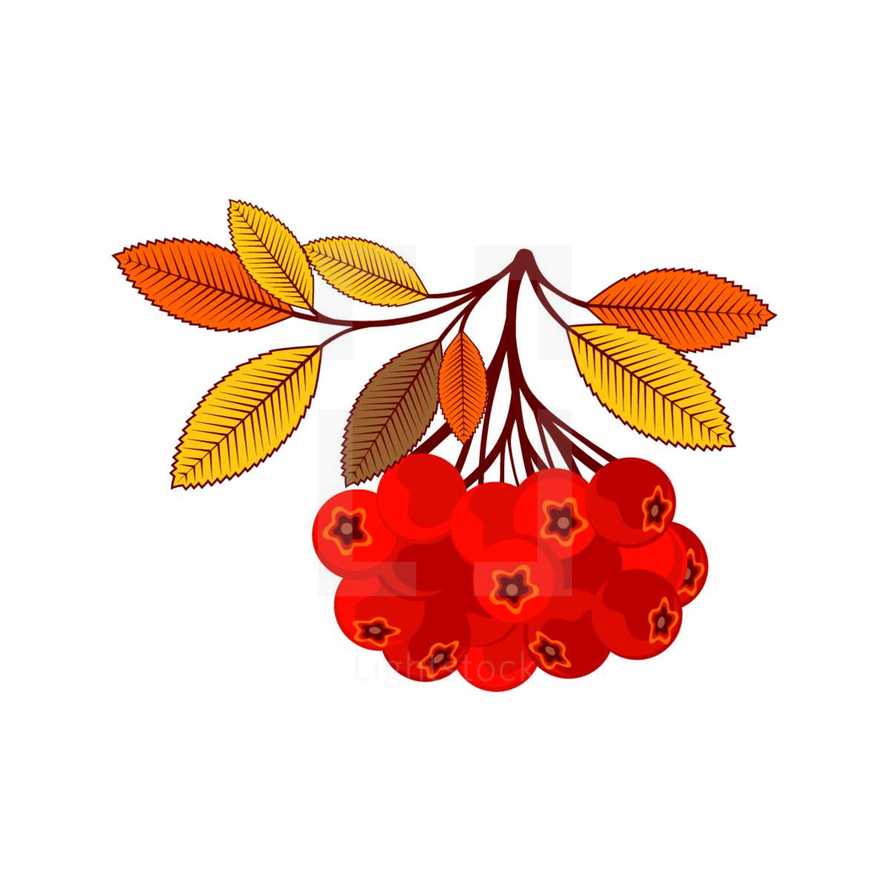 red berries and fall leaves 