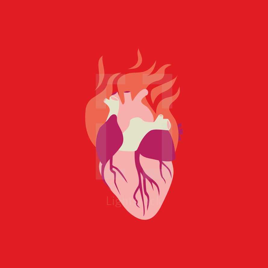 anatomical heart on fire 