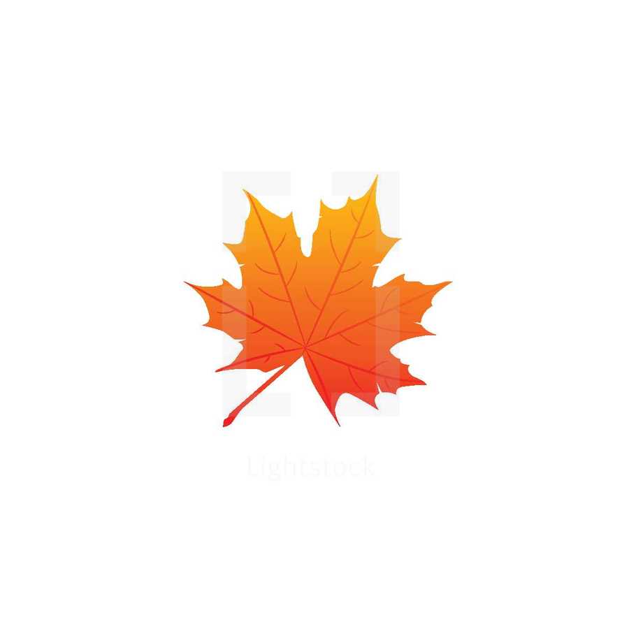 fall maple leaf 