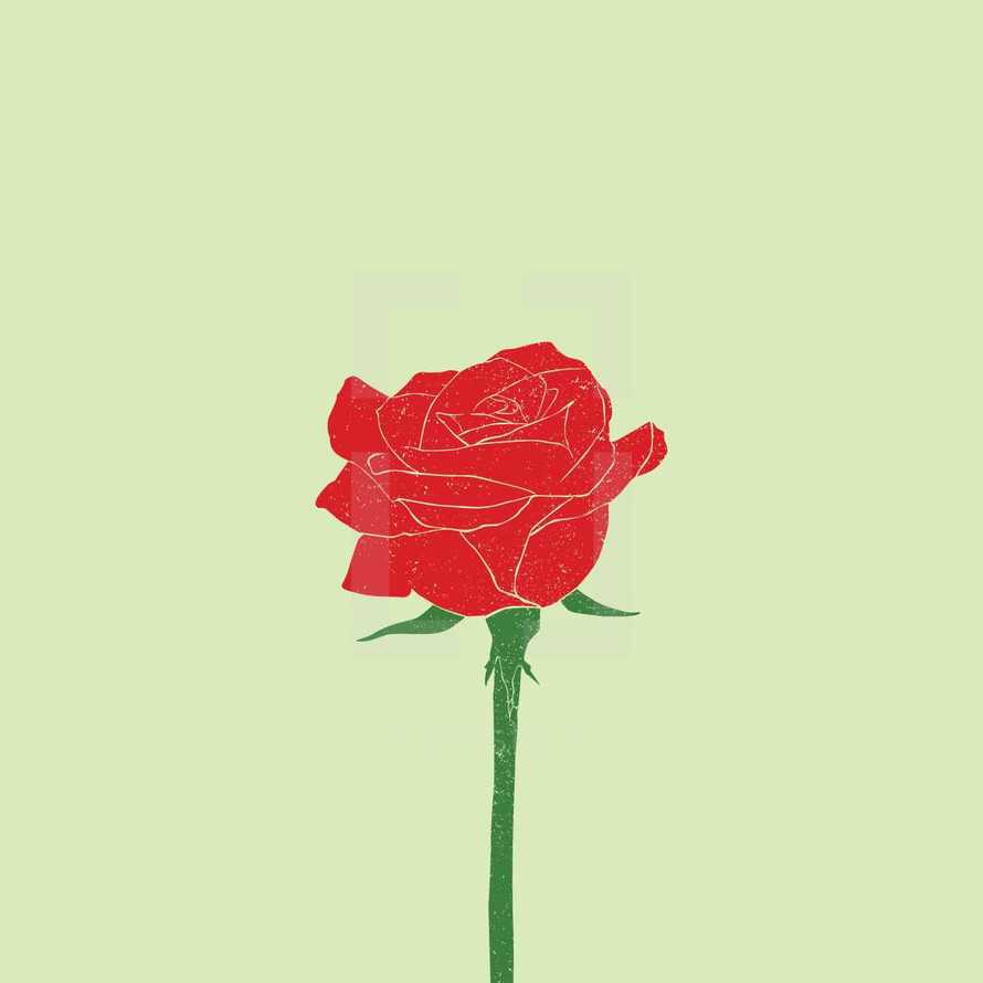 rose illustration.