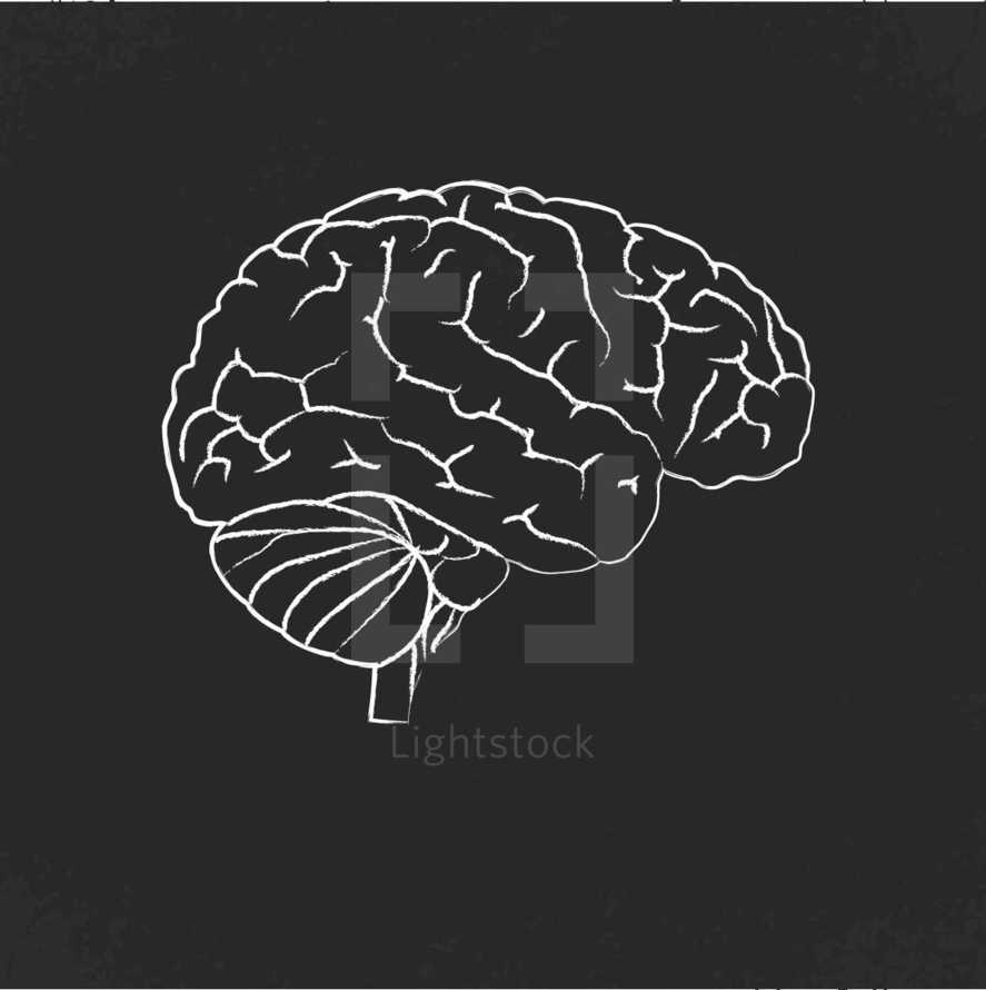 Outline of a brain, with chalk lines. 