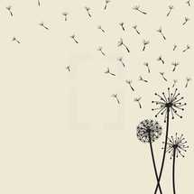 vector illustration of floating dandelion seeds blowing in the wind.