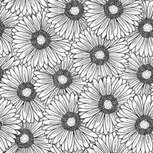 gerber daisy background 