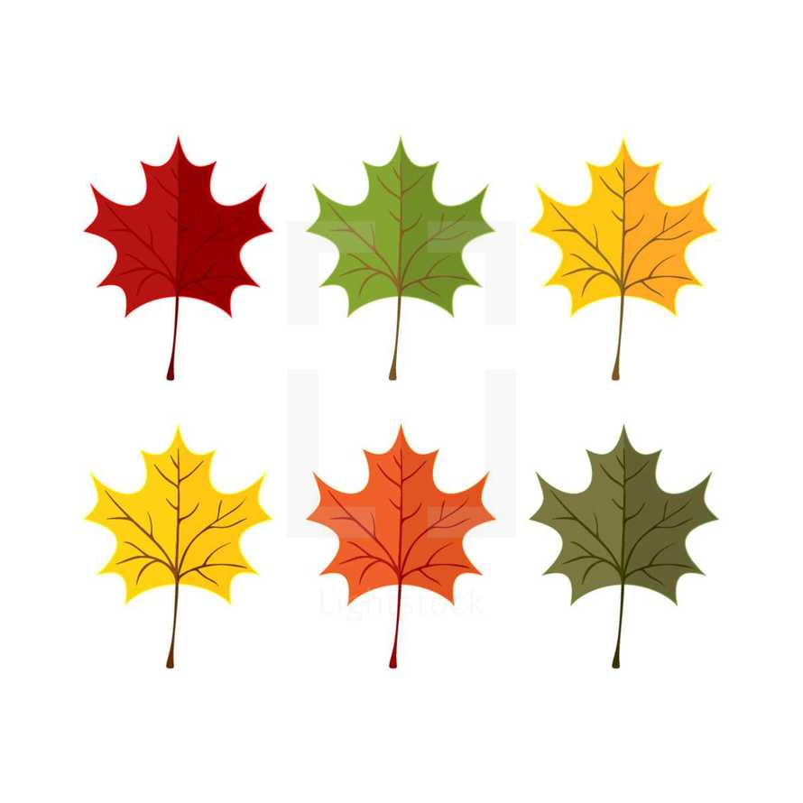 fall maple leaves 