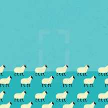 sheep flock 