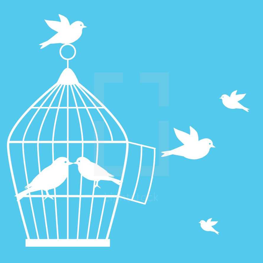 birds and a bird cage 
