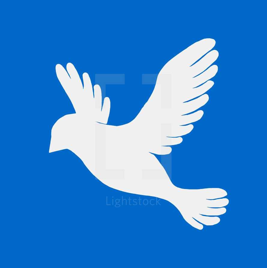 white dove in front of blue background