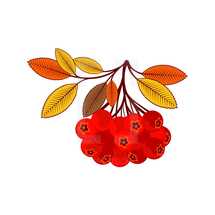 red berries and fall leaves 