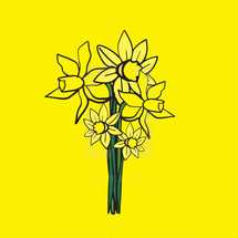 daffodil illustration 