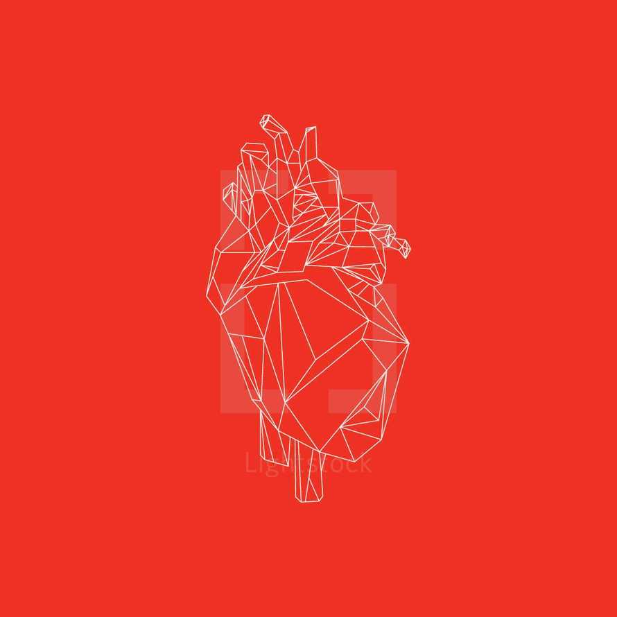 anatomical heart 