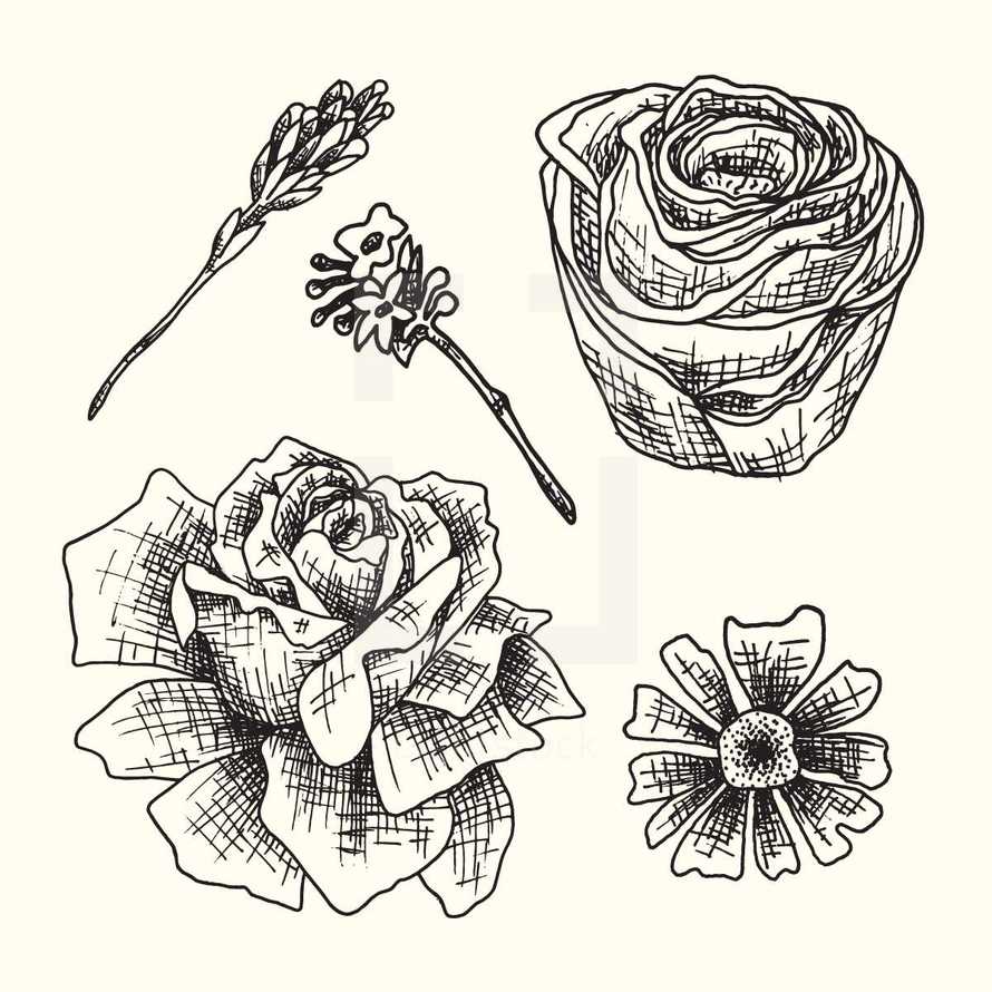floral sketches 
