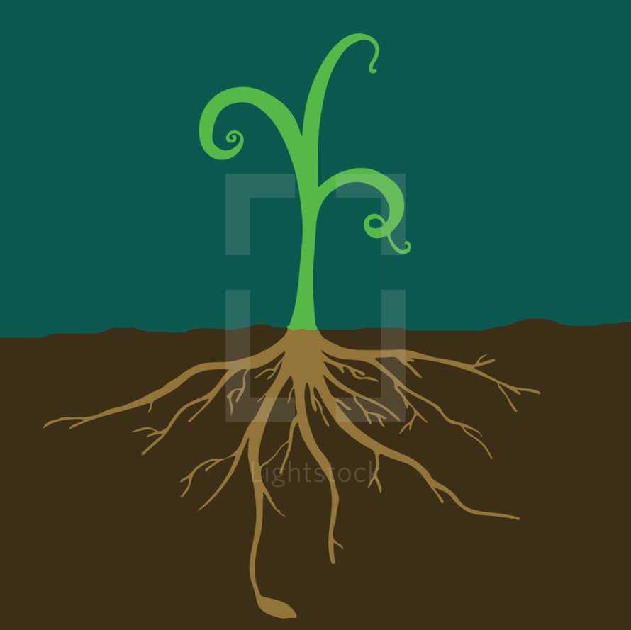 roots on a sprout 