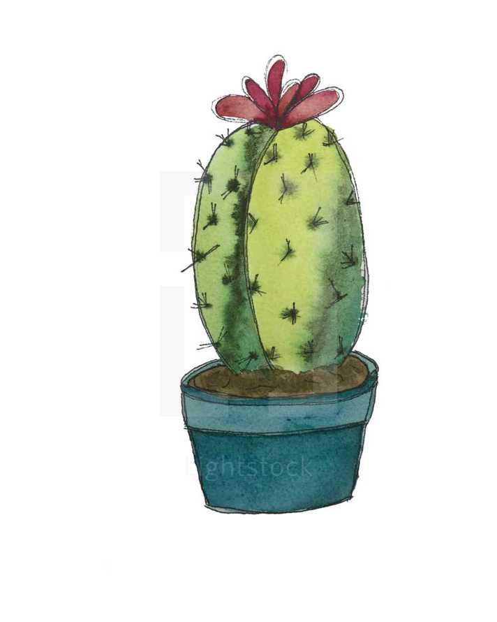 cactus illustration 