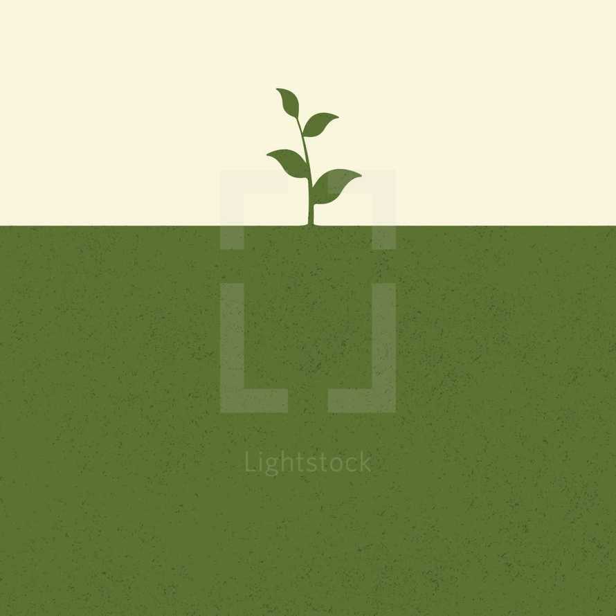 sprout vector 