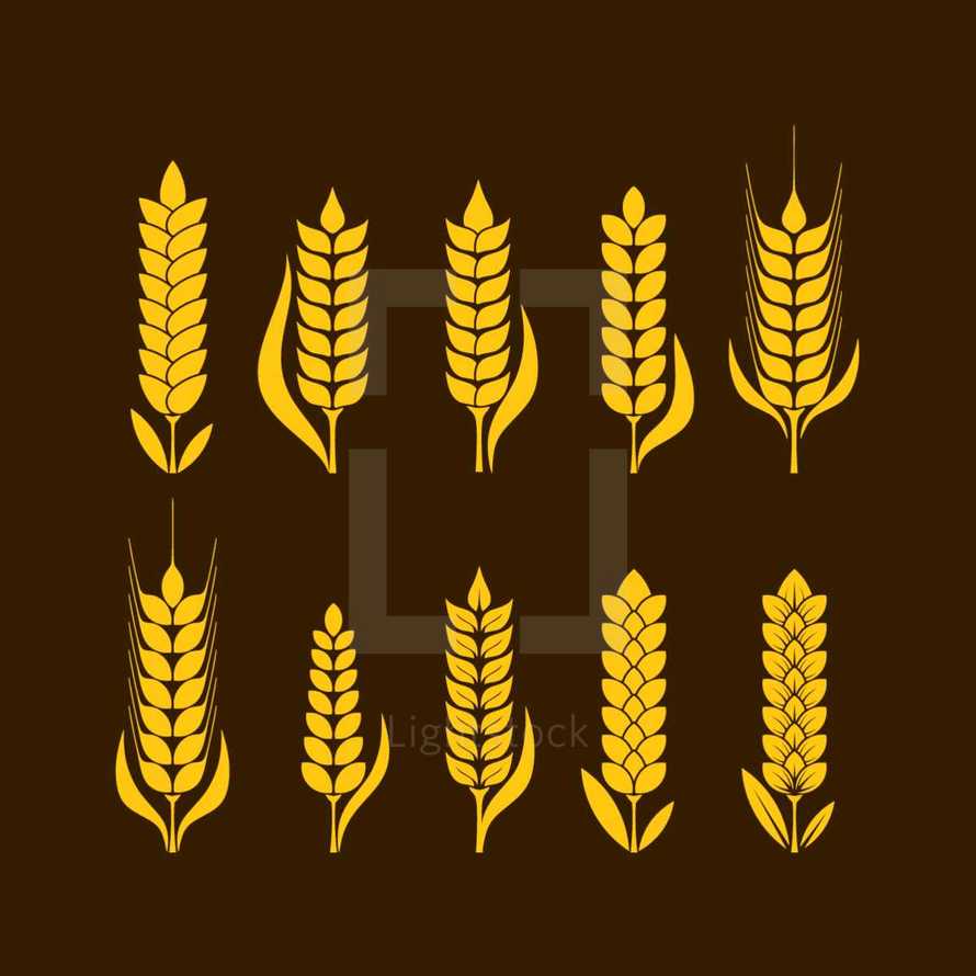 golden wheat 