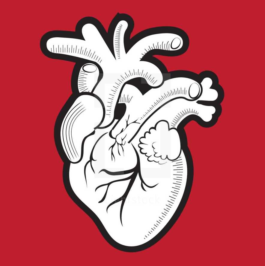 Stylized anatomical heart illustration