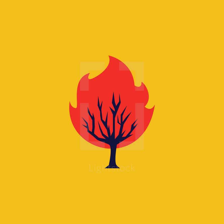 burning bush 