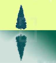 tree reflected 